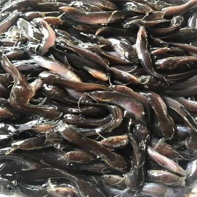 粵宏水產 專業批發優質埃及塘鲺魚苗，信譽為本，服務全國