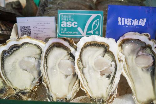 燈塔水母生蠔采購指南 品質(zhì)、優(yōu)勢與批發(fā)注意事項(xiàng)