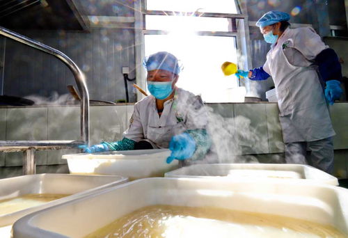 甘肅張掖 粉皮面筋走俏市場，農(nóng)副產(chǎn)品銷售新引擎