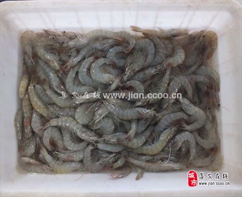 品江鮮，選集安——天天活海鮮與鴨綠江特產淡水魚批發及農副產品銷售指南