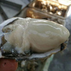 郵樂網海鮮水產全品類采購指南 報價、圖片與農副產品一站式購齊